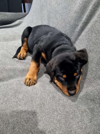 Rottweiler for sale by SADIKEI