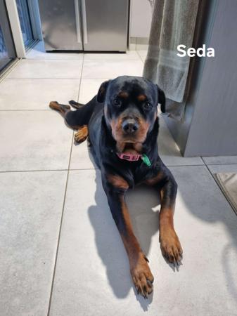 Rottweiler for sale by SADIKEI