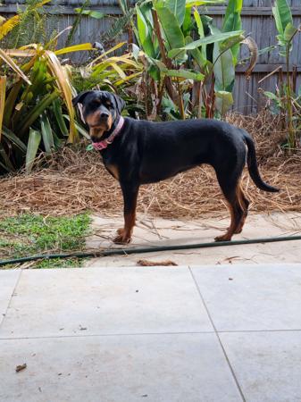 Rottweiler for sale by SADIKEI
