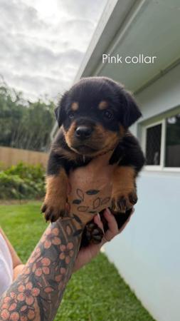 Rottweiler puppy for sale by SADIKEI