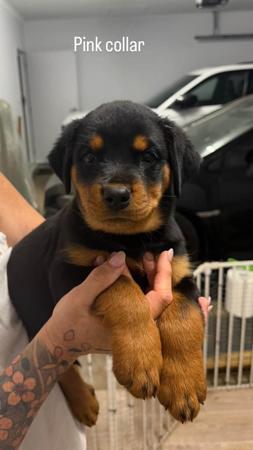 Rottweiler puppy for sale by SADIKEI