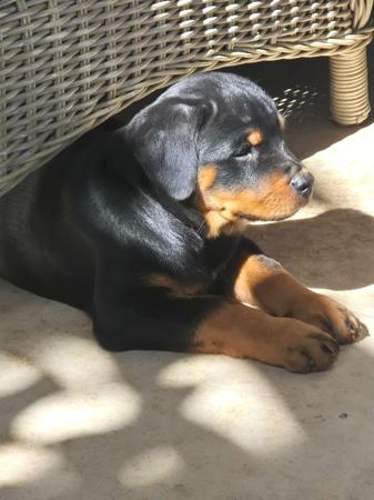 Rottweiler puppy for sale by SADIKEI