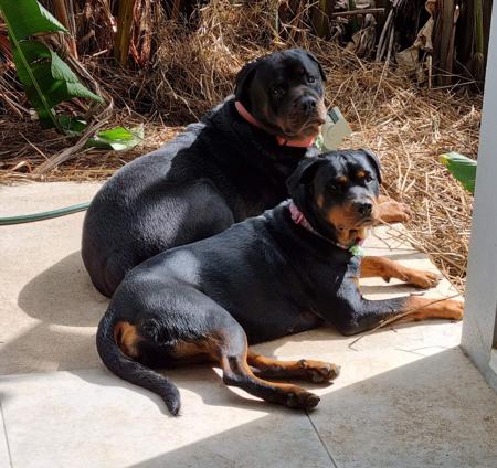 Rottweiler for sale by SADIKEI