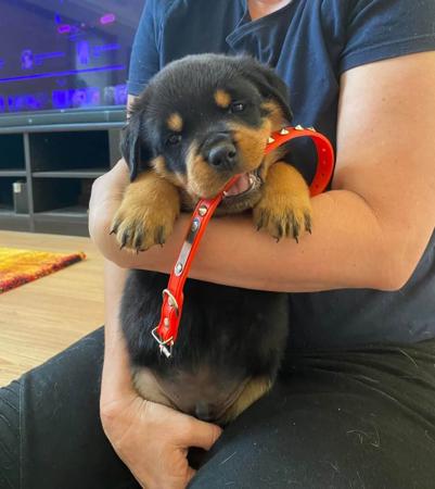 Rottweiler for sale by VONADAWOLF