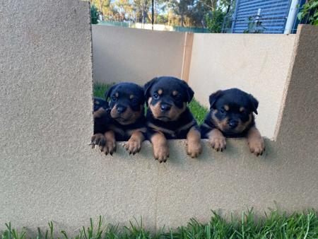 Rottweiler for sale by VONADAWOLF