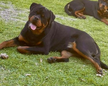 Rottweiler for sale by VONADAWOLF