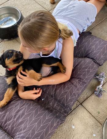 Rottweiler for sale by VONADAWOLF