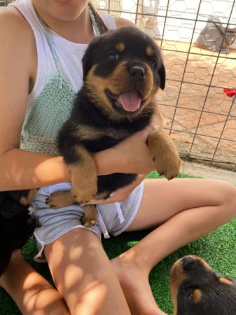 Rottweiler for sale by VONADAWOLF