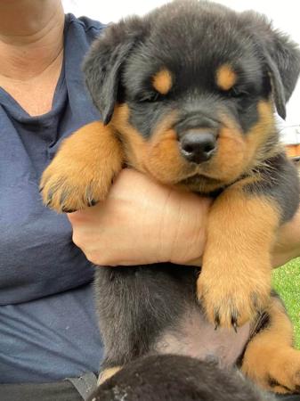 Rottweiler for sale by VONADAWOLF