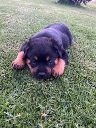 Rottweiler for sale by VONADAWOLF