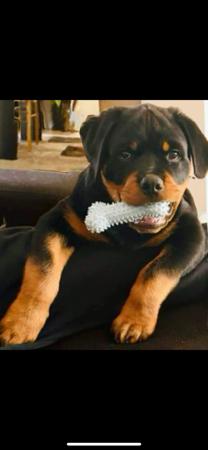 Rottweiler for sale by VONADAWOLF