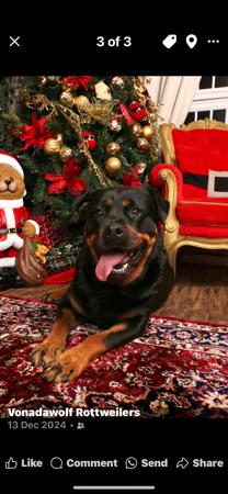 Rottweiler for sale by VONADAWOLF