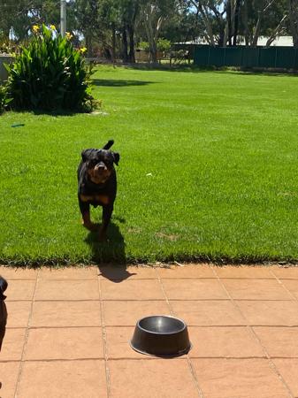 Rottweiler for sale by VONADAWOLF