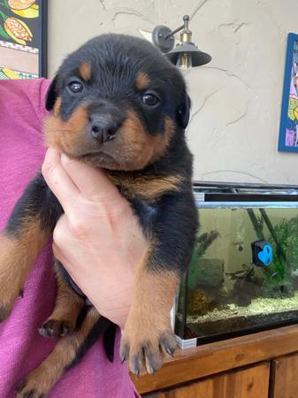 Rottweiler puppy for sale by VONADAWOLF