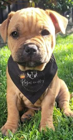 Staffordshire Bull Terrier for sale by ROYALCUDDLES