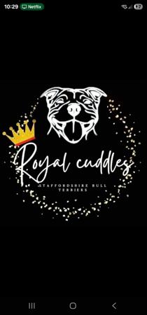 Staffordshire Bull Terrier for sale by ROYALCUDDLES
