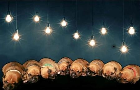 Staffordshire Bull Terrier for sale by ROYALCUDDLES