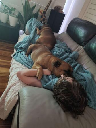 Staffordshire Bull Terrier for sale by ROYALCUDDLES