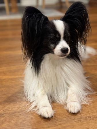 Papillon for sale by LANOLLIPAP