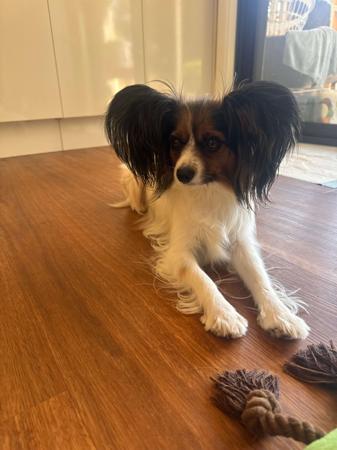 Papillon for sale by LANOLLIPAP