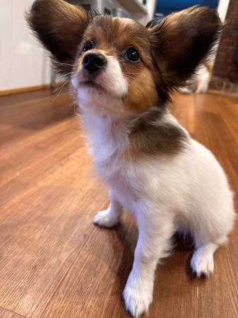 Papillon for sale by LANOLLIPAP