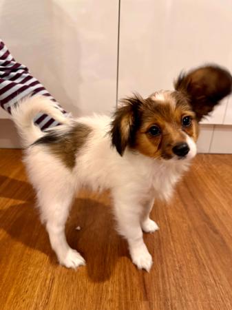 Papillon for sale by LANOLLIPAP