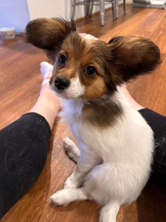 Papillon for sale by LANOLLIPAP