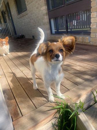 Papillon puppy for sale by LANOLLIPAP
