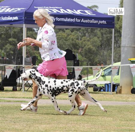 Dalmatian for sale by DREWMONT