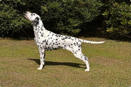 Dalmatian for sale by DREWMONT