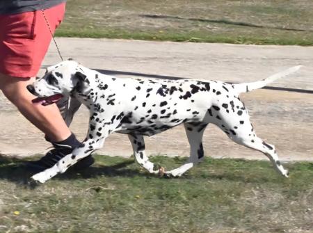 Dalmatian for sale by DREWMONT