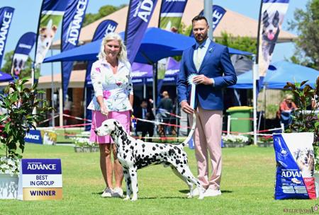 Dalmatian for sale by DREWMONT