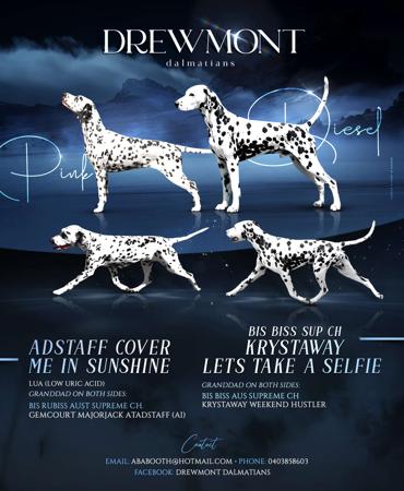 Dalmatian for sale by DREWMONT