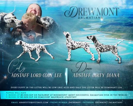 Dalmatian puppy for sale by DREWMONT