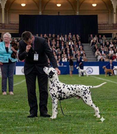 Dalmatian for sale by DREWMONT