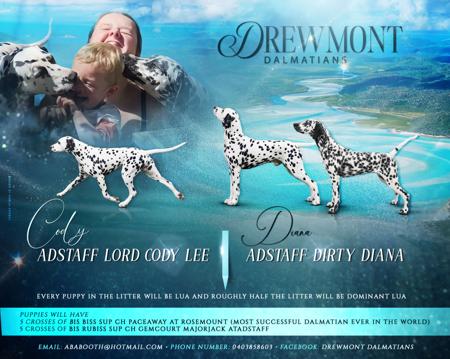 Dalmatian puppy for sale by DREWMONT