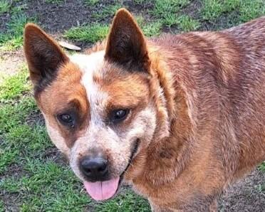 Australian Cattle Dog for sale by CRACKER1945