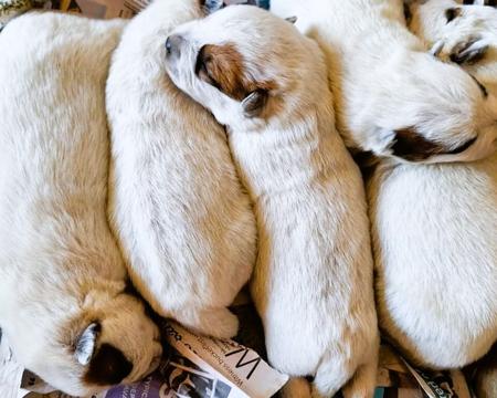 Australian Cattle Dog for sale by GOLDRED