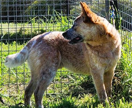 Australian Cattle Dog for sale by GOLDRED