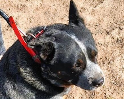 Australian Cattle Dog for sale by GOLDRED