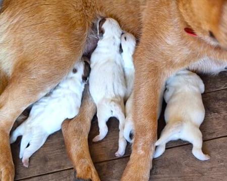 Australian Cattle Dog for sale by GOLDRED