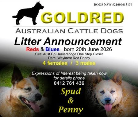 Australian Cattle Dog puppy for sale by CRACKER1945