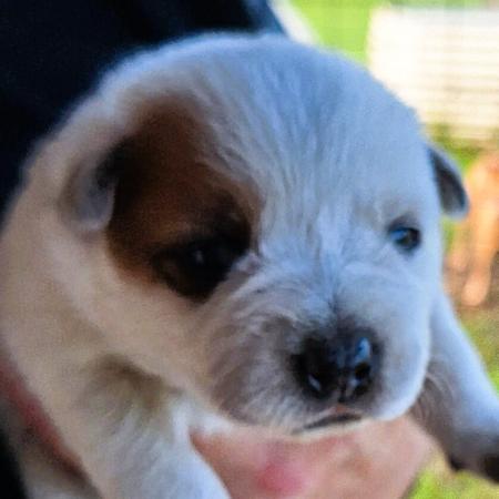Australian Cattle Dog puppy for sale by CRACKER1945
