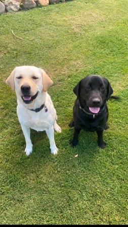 Labrador Retriever for sale by KEIRAPILLY2025