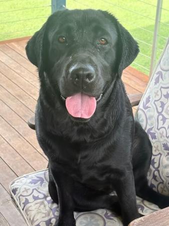 Labrador Retriever for sale by KEIRAPILLY