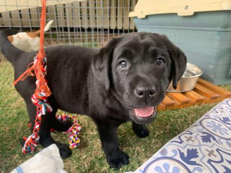 Labrador Retriever for sale by KEIRAPILLY