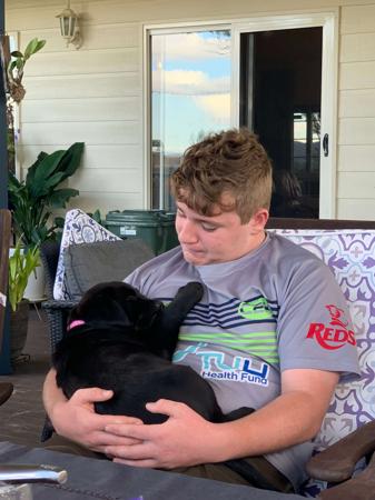 Labrador Retriever for sale by KEIRAPILLY