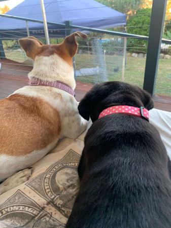 Labrador Retriever for sale by KEIRAPILLY