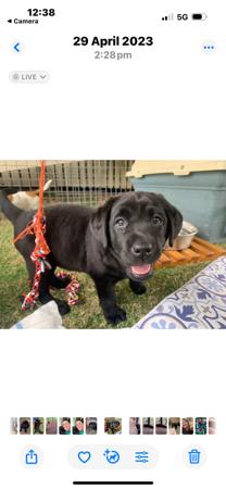 Labrador Retriever for sale by KEIRAPILLY