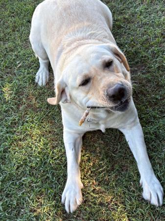 Labrador Retriever for sale by KEIRAPILLY
